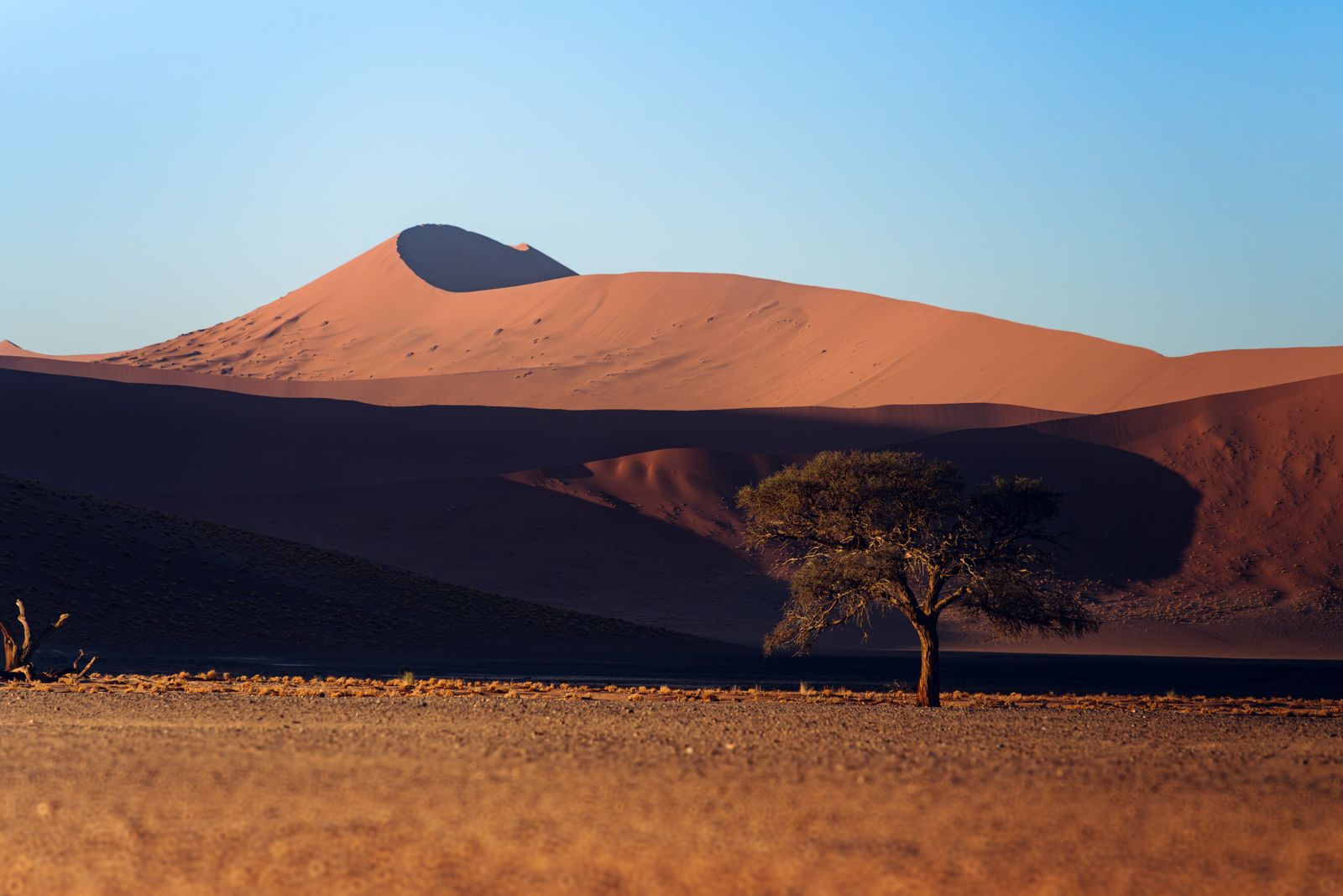 Lone tree in the Namib desert