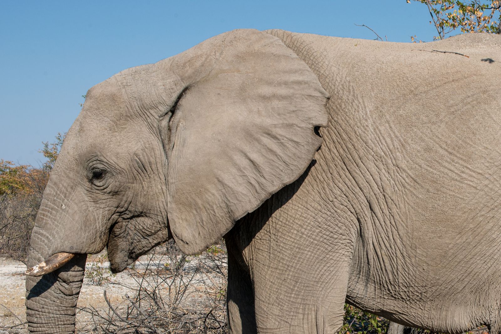 Elephant in Etosha National Park