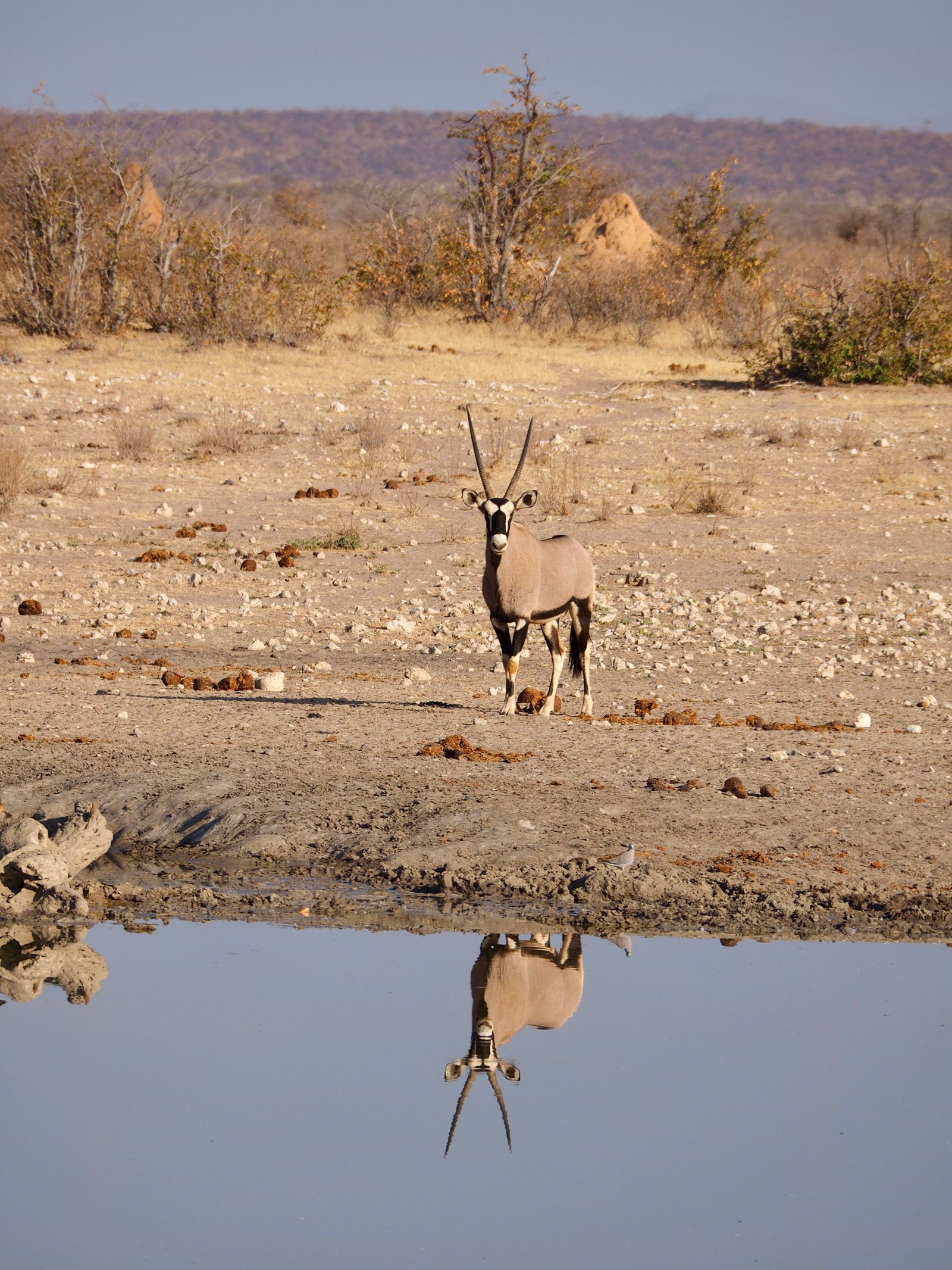 Oryx at a waterhole in Namibia