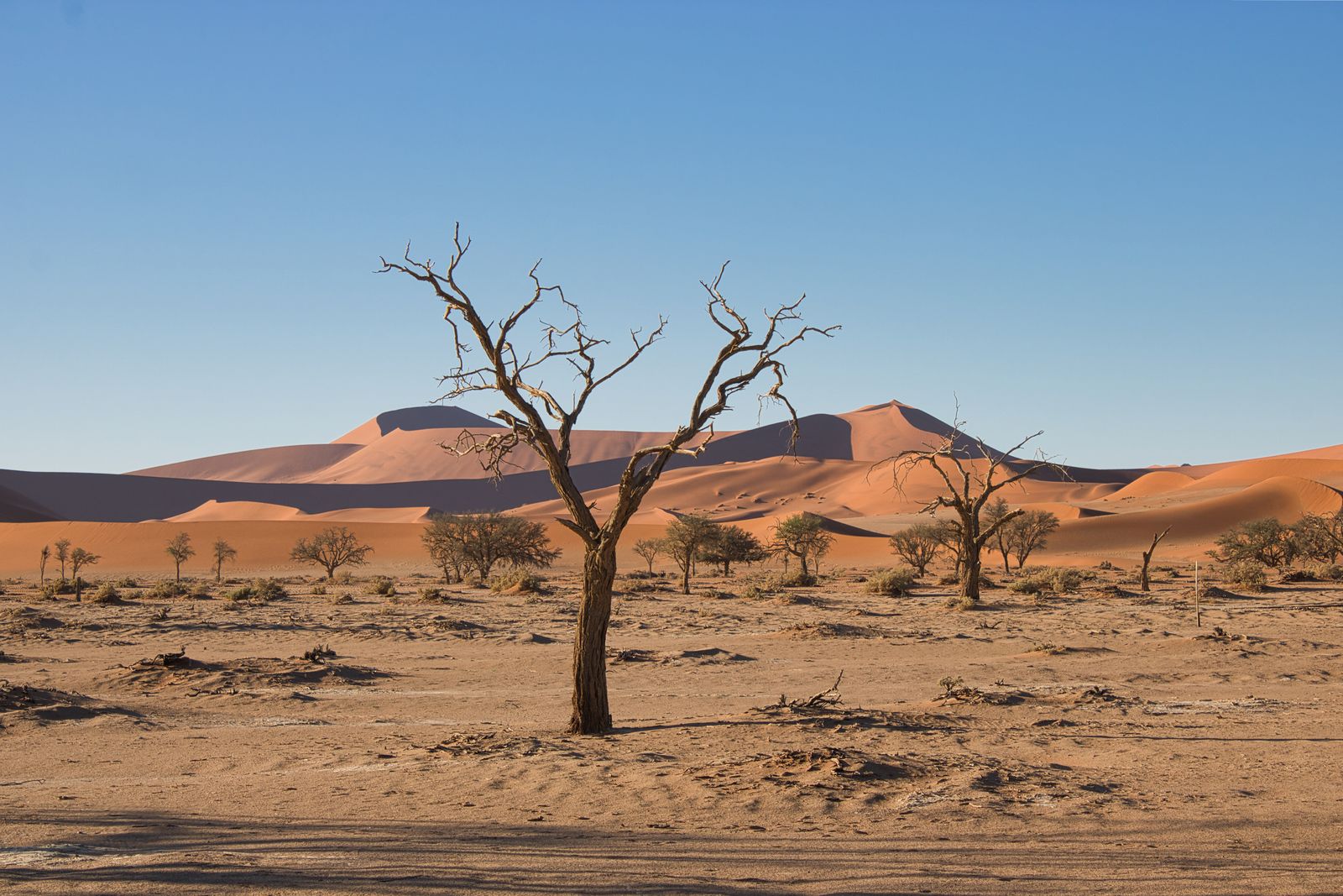 Lone tree among the dunes of Sossusvlei